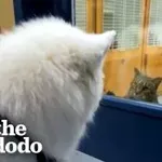 Samojed je oboževal vse mačke, ki jih je srečal – zato mu je družina posvojila eno