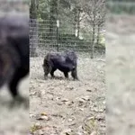Pes je začel loviti svoj rep, poglejte, kako se je končal njegov divji vrtiljak