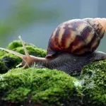 Polži imajo skrivno življenje, o katerem večina ljudi nima pojma