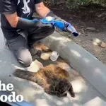 Rešil je prostoživečo mačko, poglejte, kako močno se je navezala nanj