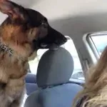Nemški ovčar je nenadoma ugotovil, da gre k veterinarju, njegova reakcija pove vse