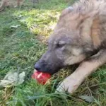 Volkova sta dobila jabolko, njuna reakcija je presenetila gledalce